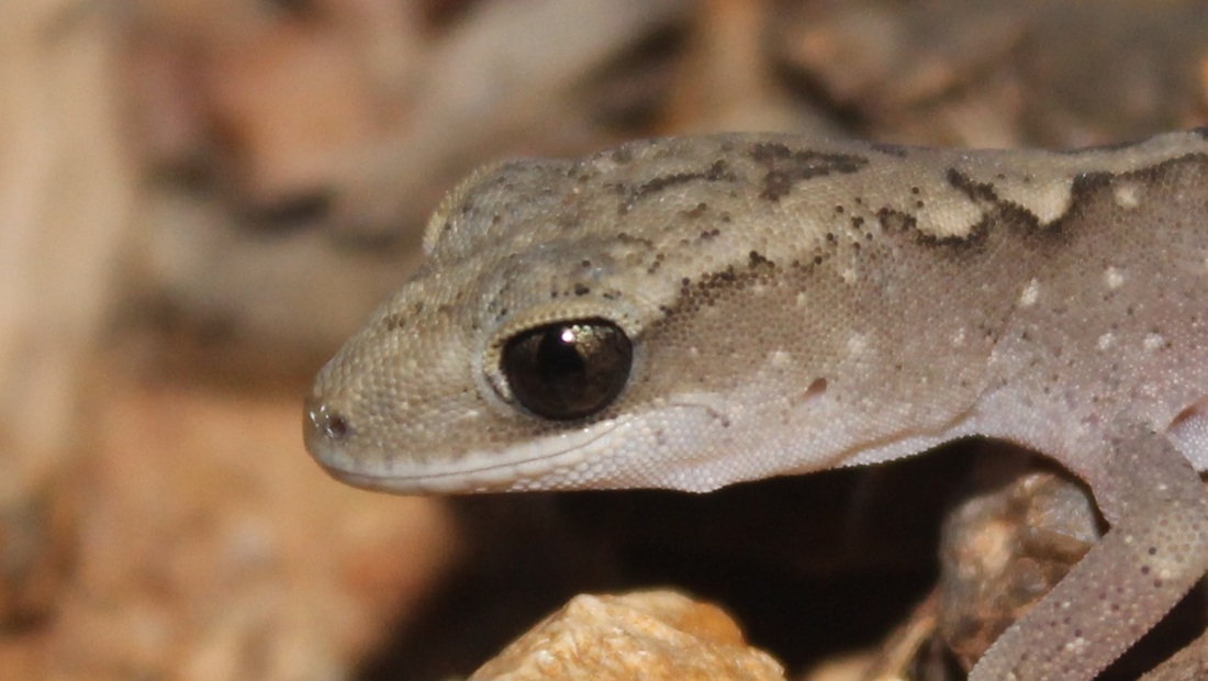  eastern stone gecko