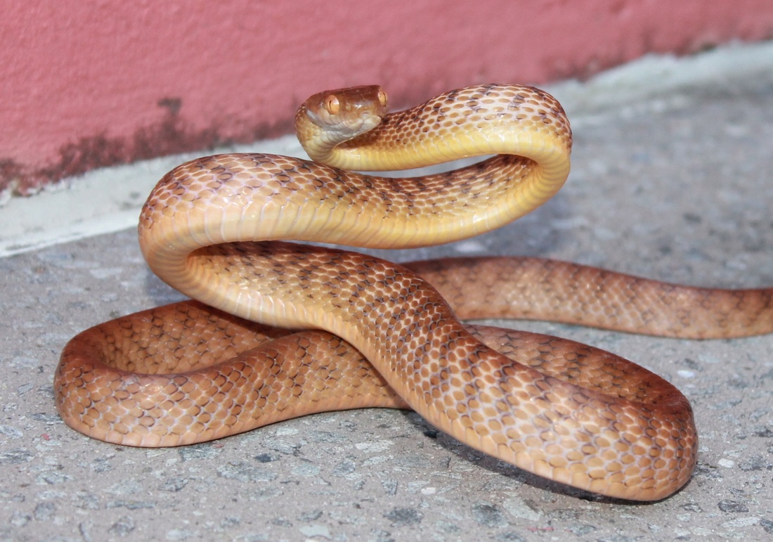 Snakes on the Brain: Essays on Snakes, Science, and Society. Essay 4. From Pet to Pest: Snakes, Wildlife, and Australia’s Feral Cat Crisis﻿